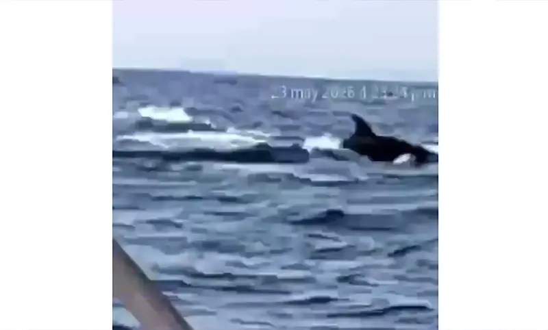 Graba pescador a ballenas que devoraron un delfín en Ixtapa