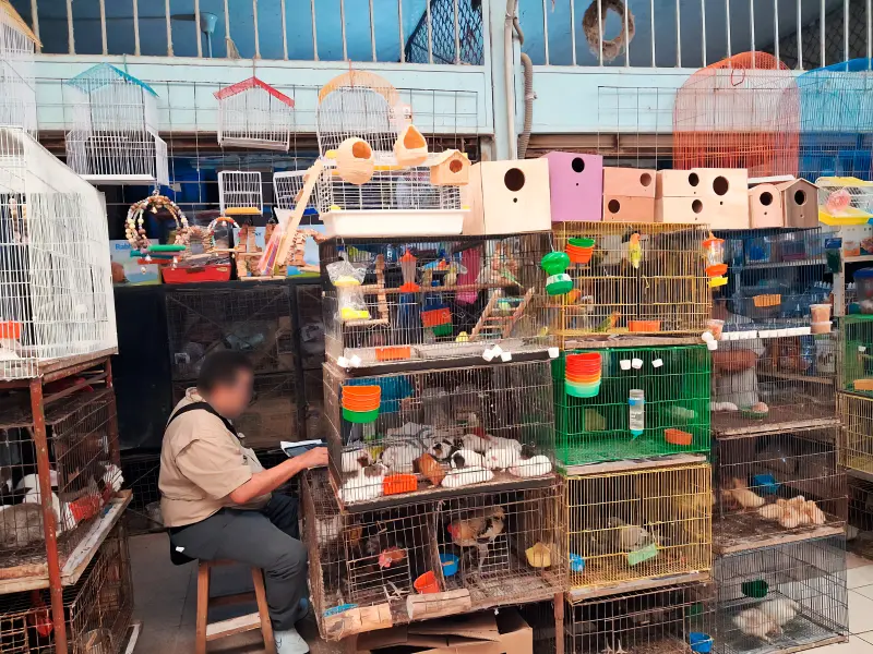 Profepa asegura animales por venta ilegal en Mercado de Mérida