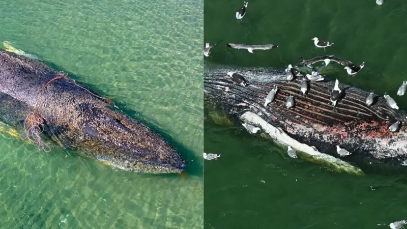 Encuentran sin vida a ‘Timmy’ la ballena jorobada del mar Báltico