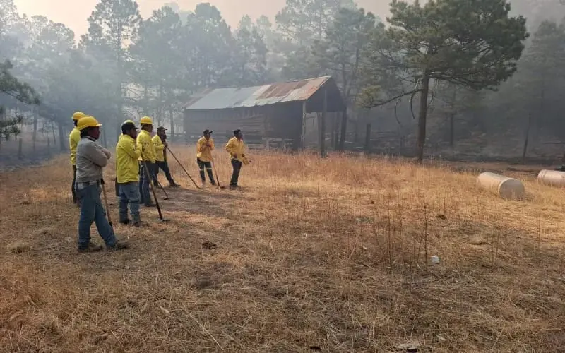 Resurge incendio en Balleza; sigue combate