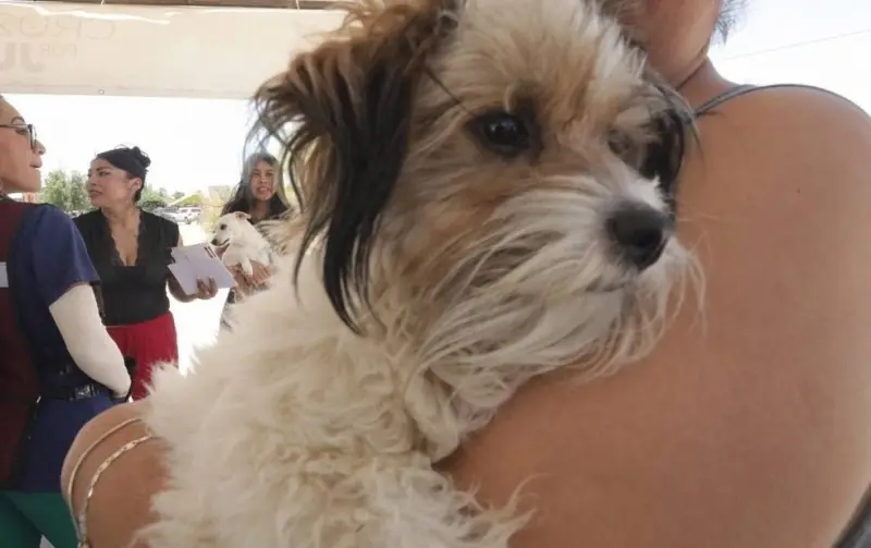 Ante las altas temperaturas, estas son las recomendaciones para cuidar a tu mascota