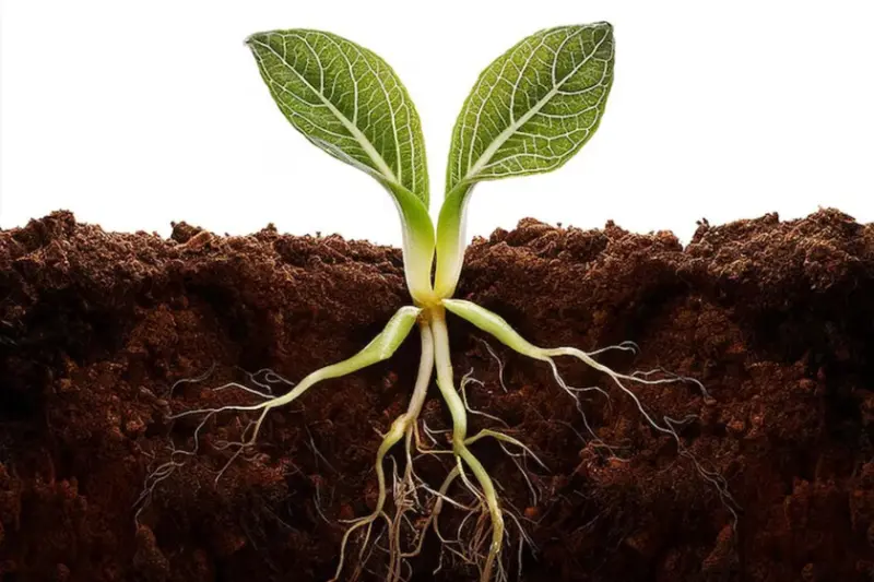 La ciencia finalmente descubre qué hace que las plantas crezcan más rápido y más fuertes