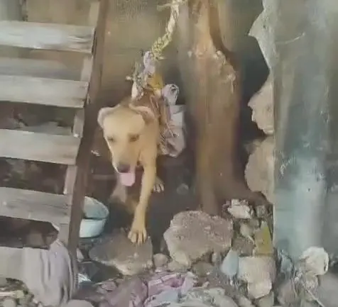 Denuncian maltrato animal en Mulchechén, Kanasín