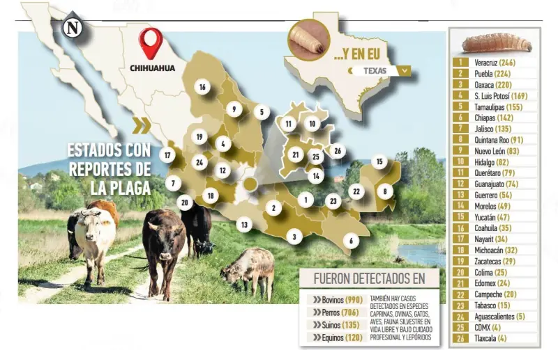 Cerca al estado el gusano barrenador