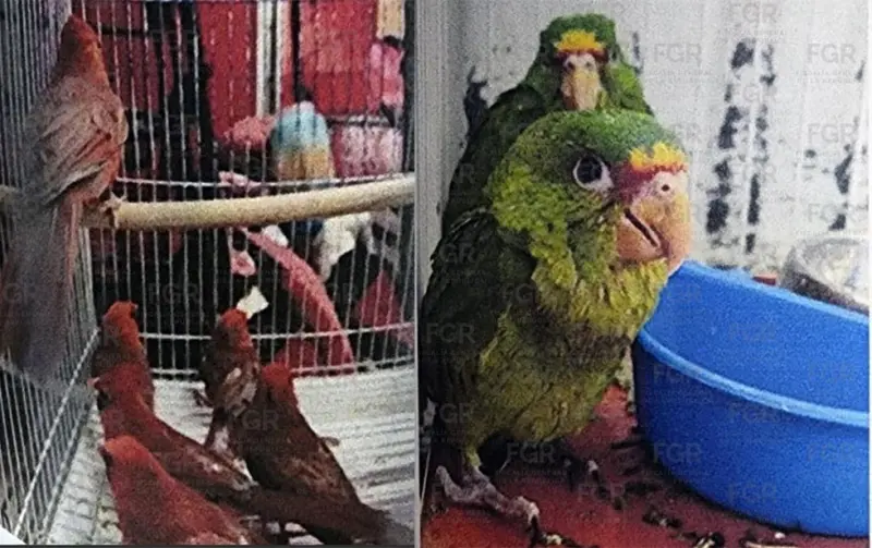 Vinculan aquí a uno por posesión ilegal de aves en peligro de extinción