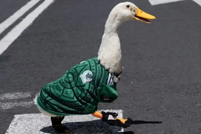 El pato Merlín llegará a la Mañanera: Sheinbaum invita al fenómeno viral del Mundial 2026