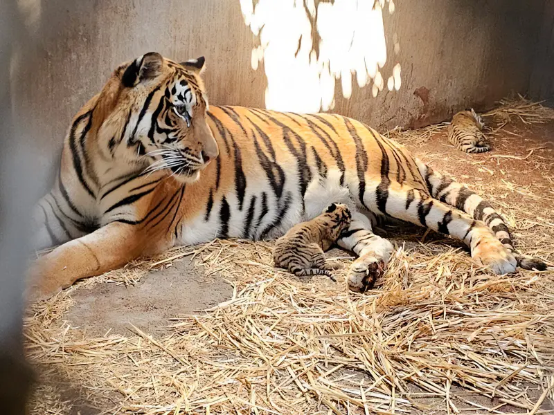 Escapa tigre de centro de resguardo de la Semarnat en Edomex; piden estar alerta