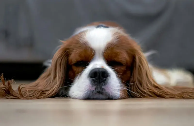 Ni junto a ti ni sobre el piso: veterinarios revelan cuál es la zona más adecuada para que tu perro descanse mejor y evite problemas de salud