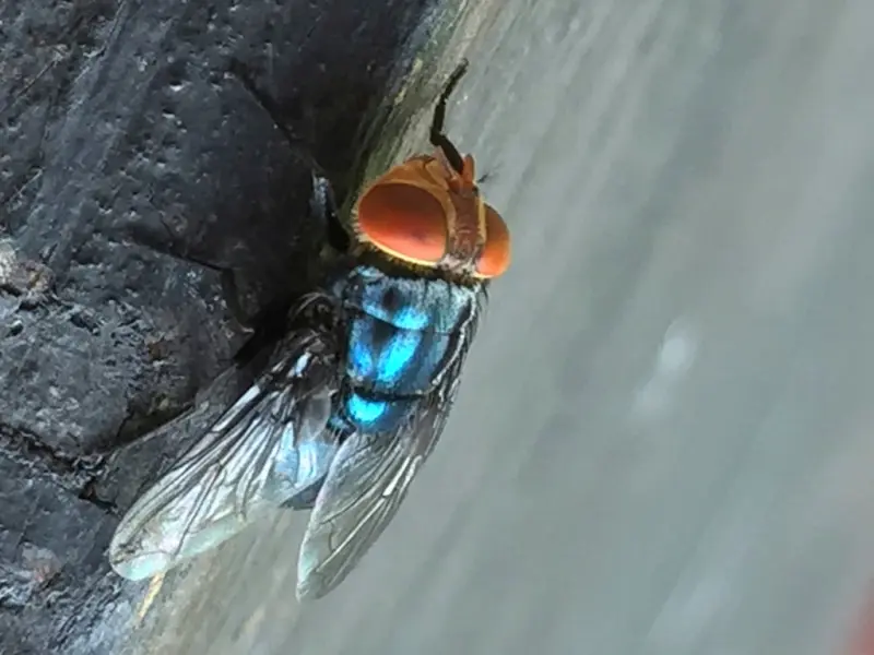 Texas declara emergencia por mosca del gusano barrenador: ¿Qué es esta plaga y por qué es peligrosa?
