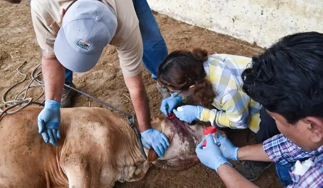 Advierten pronta llegada a Sinaloa del gusano barrenador; hay casos cerca de La Concha
