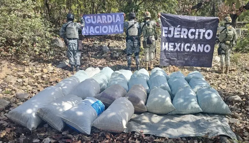 Decomisan 250 kilos de marihuana y en Olinalá en dispositivo federal