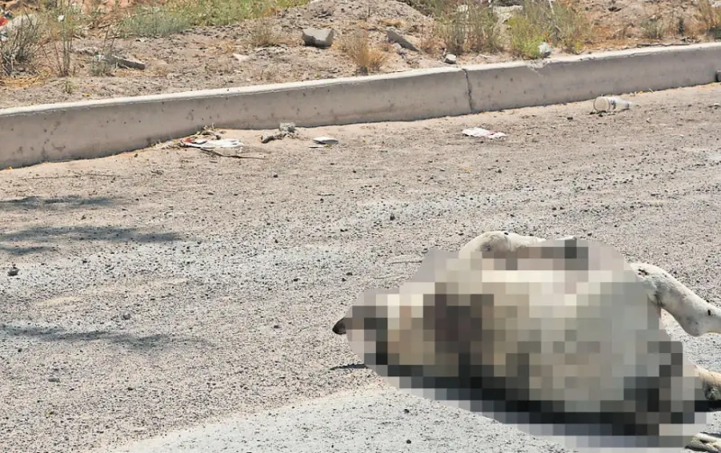 Aumenta 35% recolección de animales muertos