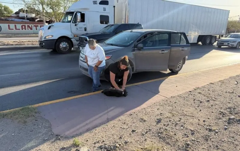 Mujeres detienen sus vehículos para salvar a un perrito lesionado