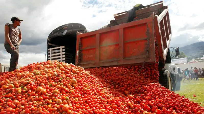 Producción de tomate caería 9% en 2026, prevé el USDA