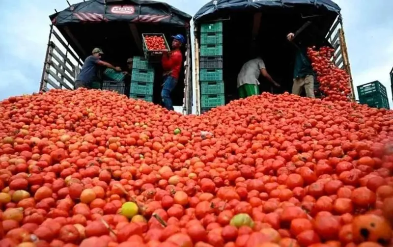 Tomate, líder en alza de precios