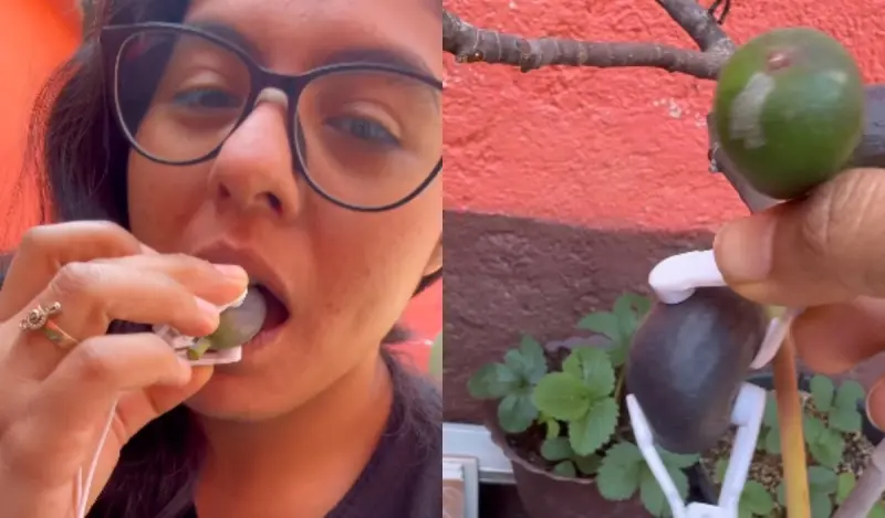 “Ahora ya no me voy a poder comer un higo a gusto, ¿qué tal si eran sus gritos?” Una máquina capaz de traducir señales biológicas de frutas y verduras desata la imaginación de miles de internautas