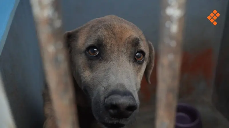 Prohibirá Michoacán a municipios envenenar animales "por salubridad"