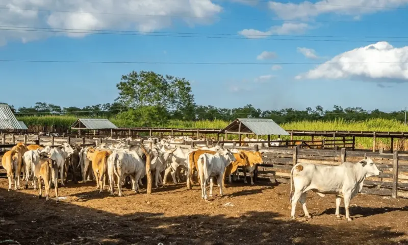 Llegan con autos para robar en un rancho de Valladolid, Yucatán; pero se llevan una sorpresa