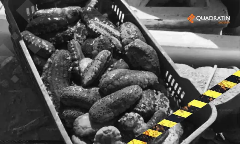 Pepino de mar y caracol blanco, vulnerables a la pesca ilegal: Sepasy