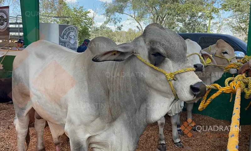 Entrega Quintana Roo apoyos para mejorar genética del ganado