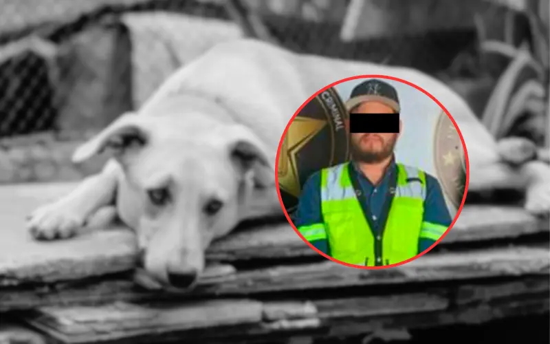 Vinculan a proceso a conductor que arrastró a un perro hasta matarlo en Hermosillo; el caso se hizo viral en redes sociales