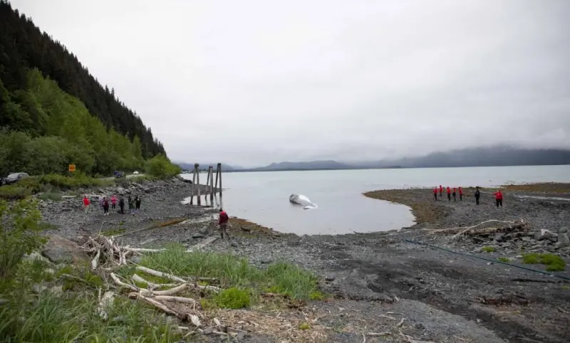 Investigan muerte de ballena en peligro de extinción hallada en Alaska
