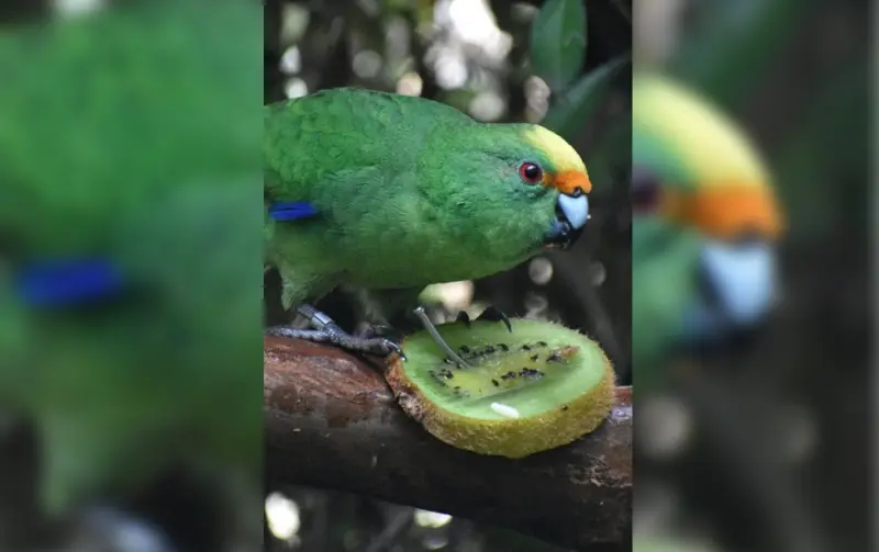 Esta pareja de periquitos está salvando su especie, un polluelo a la vez