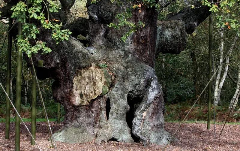 Un antiguo roble que, según se dice, dio cobijo al legendario Robin Hood, ha muerto