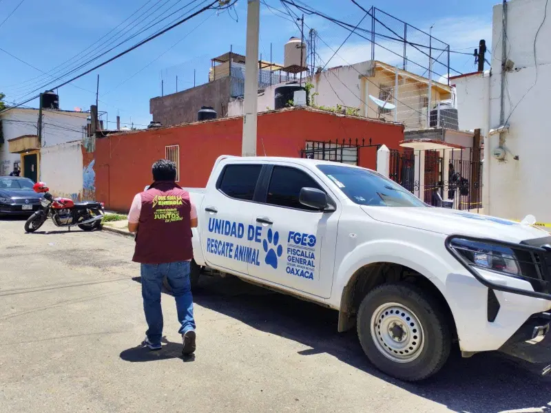 Atiende Ayuntamiento de Oaxaca denuncia por presunto maltrato animal