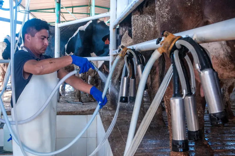 Vende Leche para el Bienestar a 6.50 pesos en Oaxaca