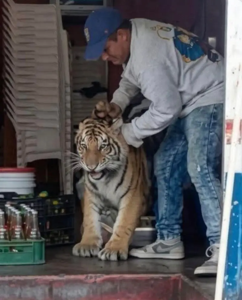 Alerta en Tepetlaoxtoc por fuga de tigre; piden resguardarse