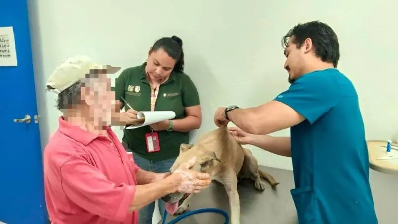 Interviene Ecología por presunto maltrato animal en Acapulco