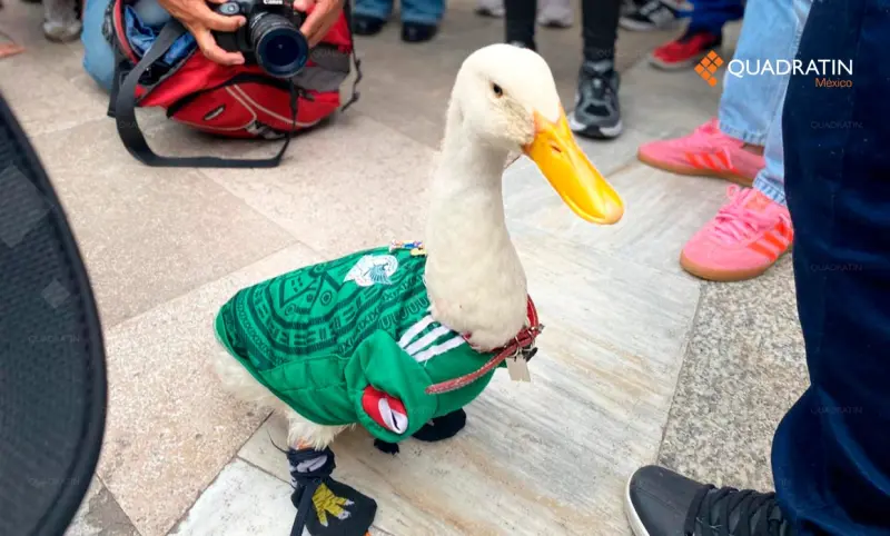 Merlín, el pato que representa familia trabajadora y honesta en Mundial