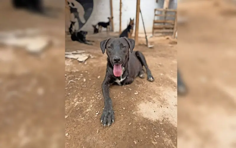 Urge a refugio de animales un lugar para realizar recaudación