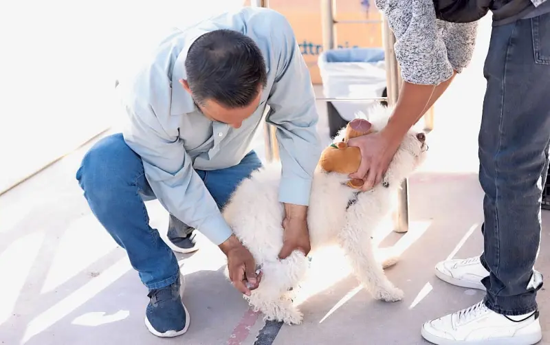 Invitan a esterilizar a mascotas sin costo