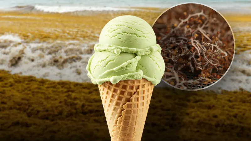 ¿Helado de sargazo? Investigador busca cómo convertir esta alga en comida