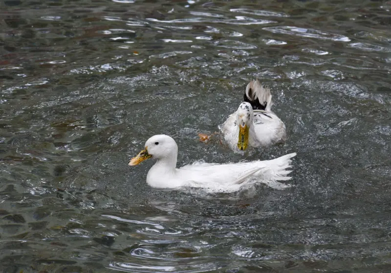 ¿Fan del pato Merlín? Unidad de Fauna Silvestre alerta por posible compra y abandono de patos