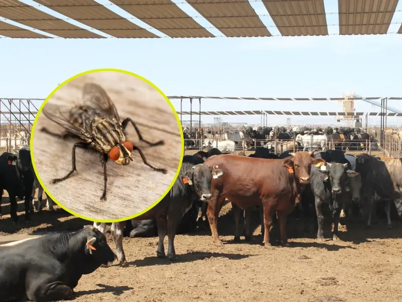 Mosca común y la mosca del gusano barrenador no son lo mismo: estas son las diferencias clave para identificar el riesgo en animales y viviendas