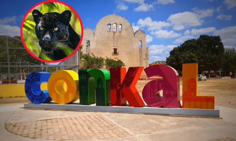 Temor en Conkal por una pantera como mascota en una residencia VÍDEO