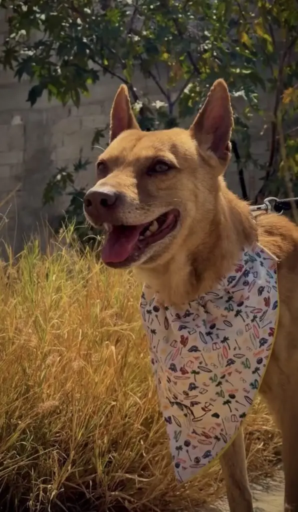 Buscan nuevo hogar para “Capi” perrito rescatado en el municipio de Querétaro