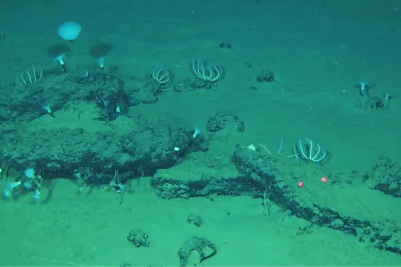 Descubren científicos un cementerio de ballenas de hace millones de años