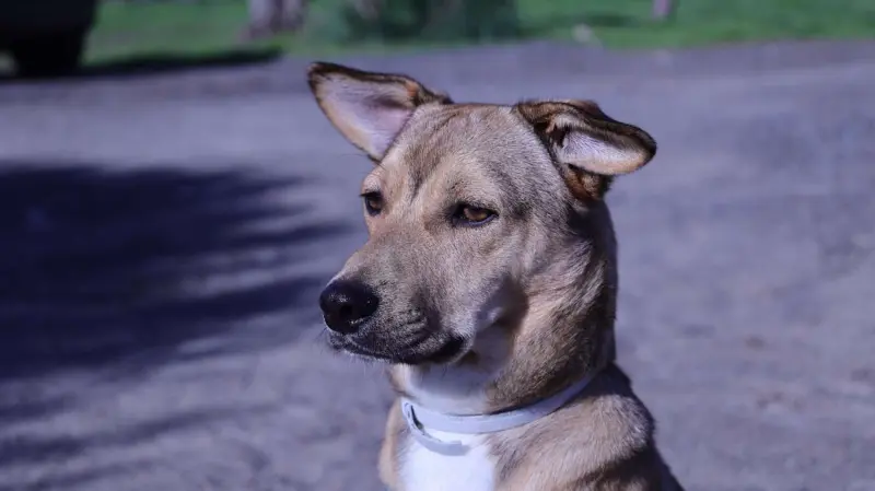 El horror oculto del refugio “sin sacrificio” en California: el cementerio de 117 perros