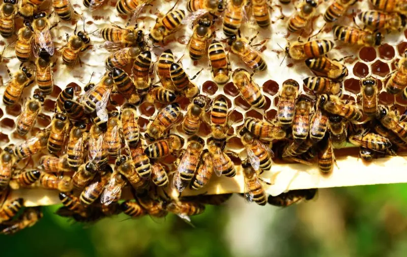 Vuelca tráiler en Texas y libera millones de abejas en vecindario