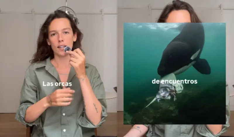 “¿Las orcas están ofreciendo comida a los humanos?” El extraño fenómeno que ha sido documentado en distintas partes del mundo y lo que explican los científicos al respecto