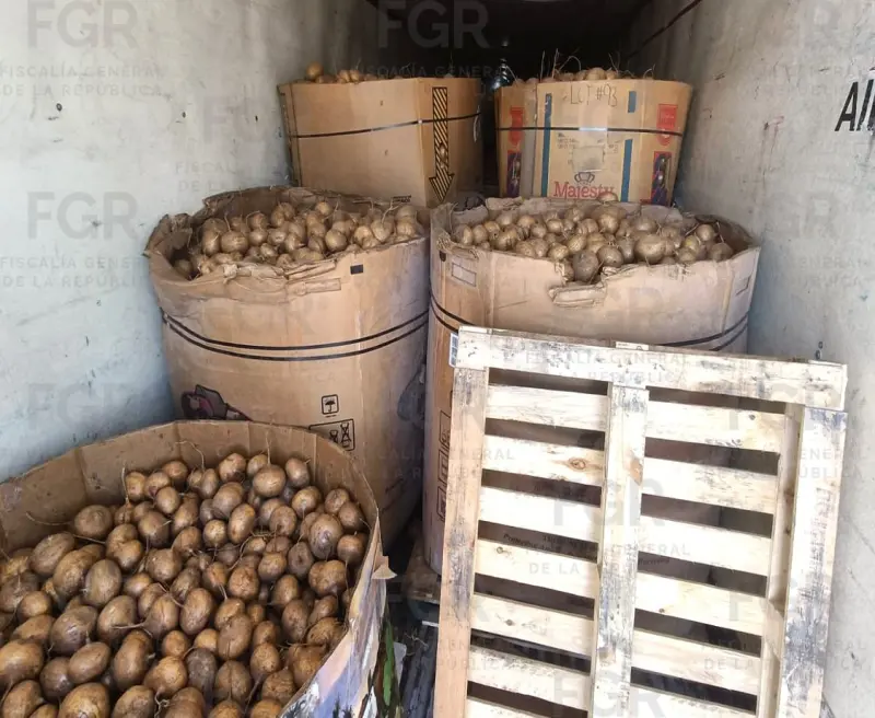 Asegura FGR tonelada de metanfetamina oculta entre jícamas en Durango