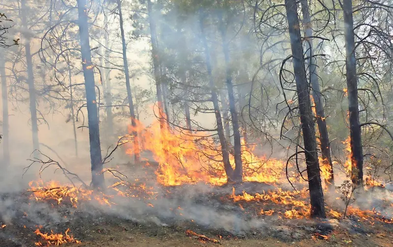 Acumula el estado 312 incendios forestales en el año
