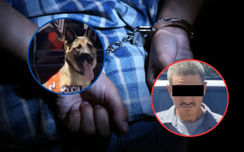 Binomio canino apoya a elementos con la detención de hombre que llevaba narcóticos en Hermosillo