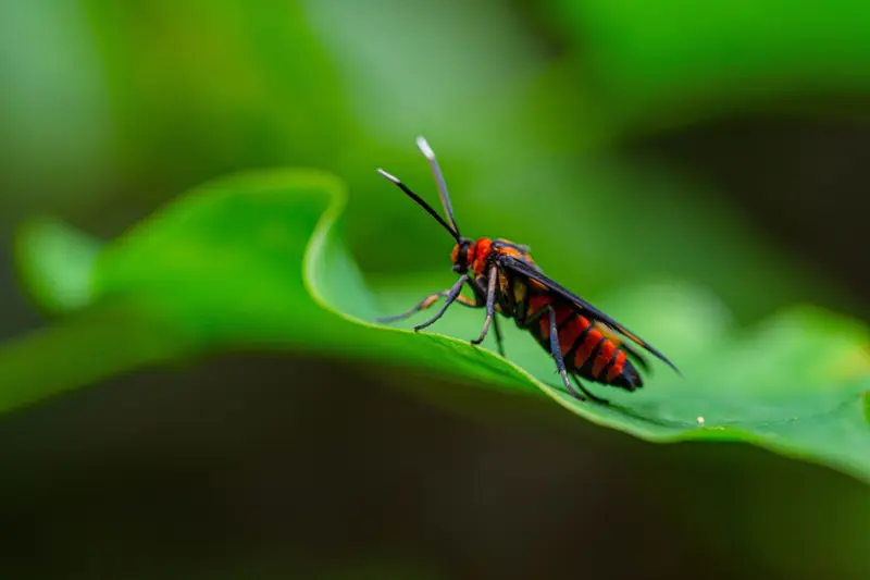 La UNAM hace levitar insectos con ultrasonido y abre una nueva forma de estudiarlos sin tocarlos