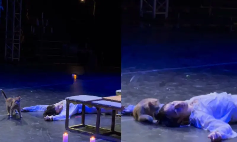 Un gato se roba el show del Ballet Imperial Ruso al adueñarse de la escena más dramática de “Romeo y Julieta” ante la mirada del público