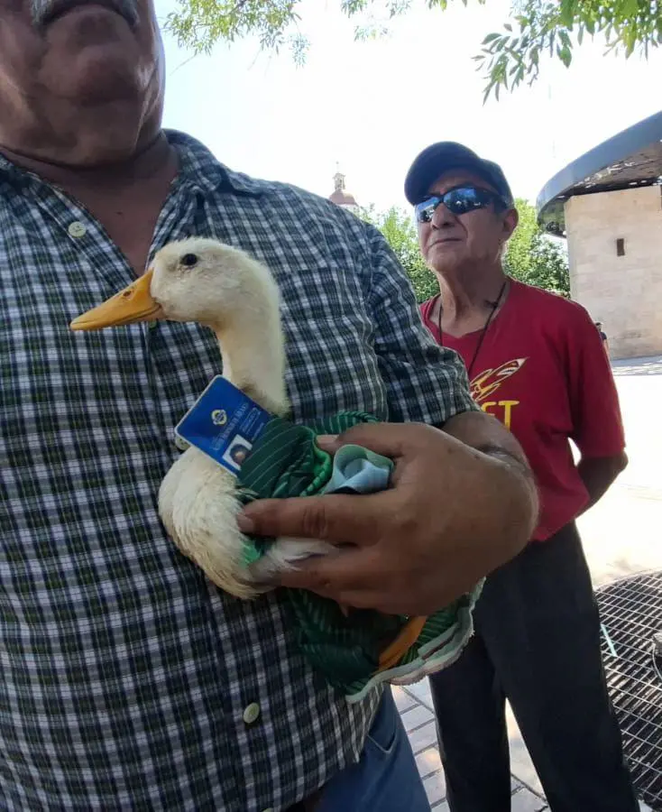 Presentan ex obreros de AHMSA al pato “Justicia Laboral”; buscan que Sheinbaum los reciba en Palacio Nacional (video)
